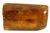 Detailed Fossil Caddisfly (Trichopterae) In Baltic Amber #90800-1